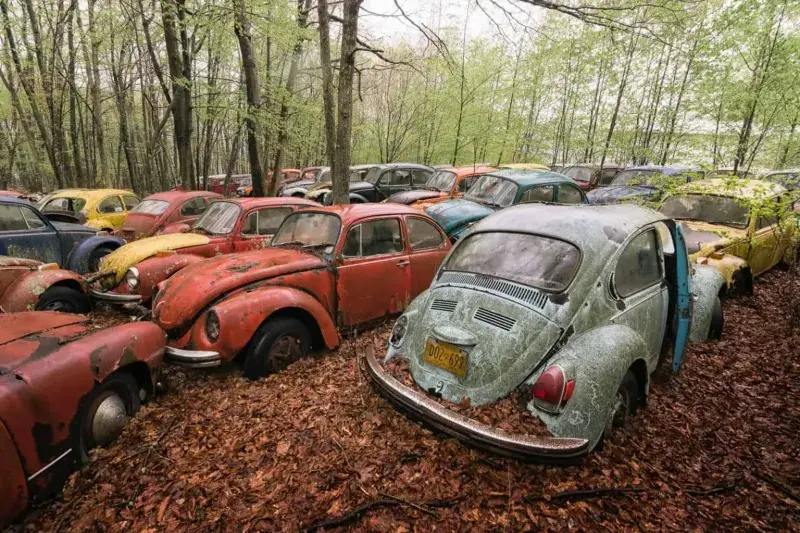 VW Beetle Graveyard