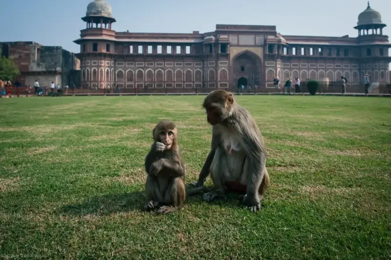 Agra, Uttar Pradesh, India — Agra — 2011 — photo captured with NIKON D700, 24.0-70.0 mm f/2.8